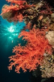 red sea-14 Small.jpeg