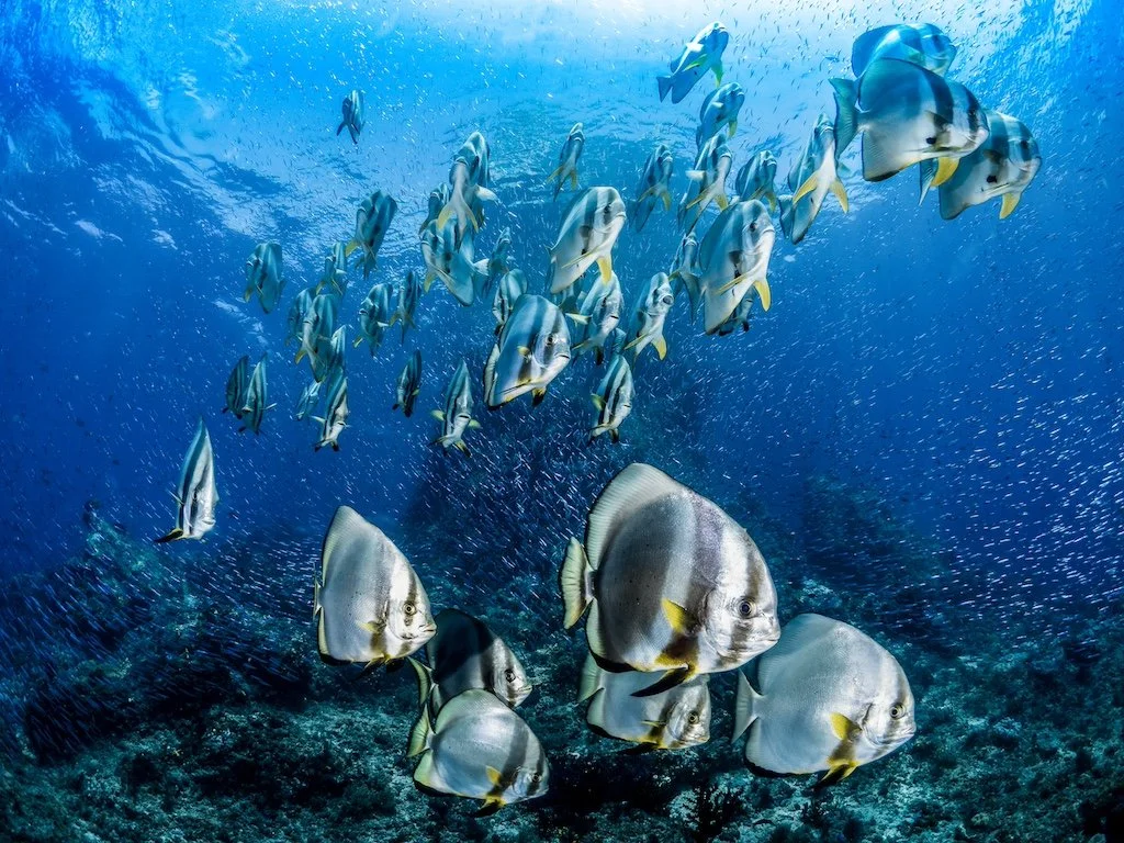 Catherine Holmes-4.jpg