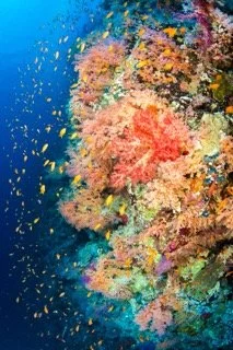 red sea-8 Small.jpeg