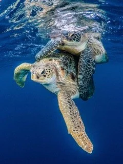 Raja Ampat Wide angle-9 Small.jpeg