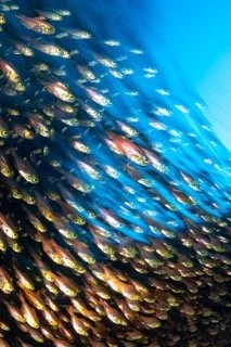 red sea-12 Small.jpeg