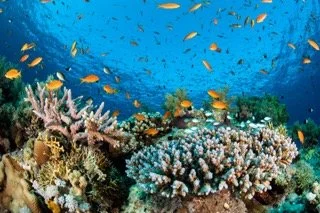 red sea-16 Small.jpeg