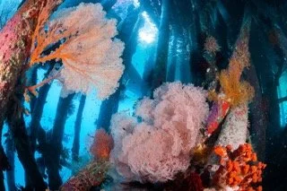 Raja Ampat Wide angle-22 Small.jpeg