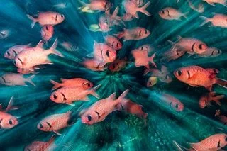 red sea-20 Small.jpeg