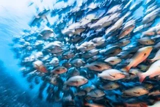 wide angle red sea-9 Small.jpeg