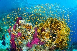 red sea-5 Small.jpeg