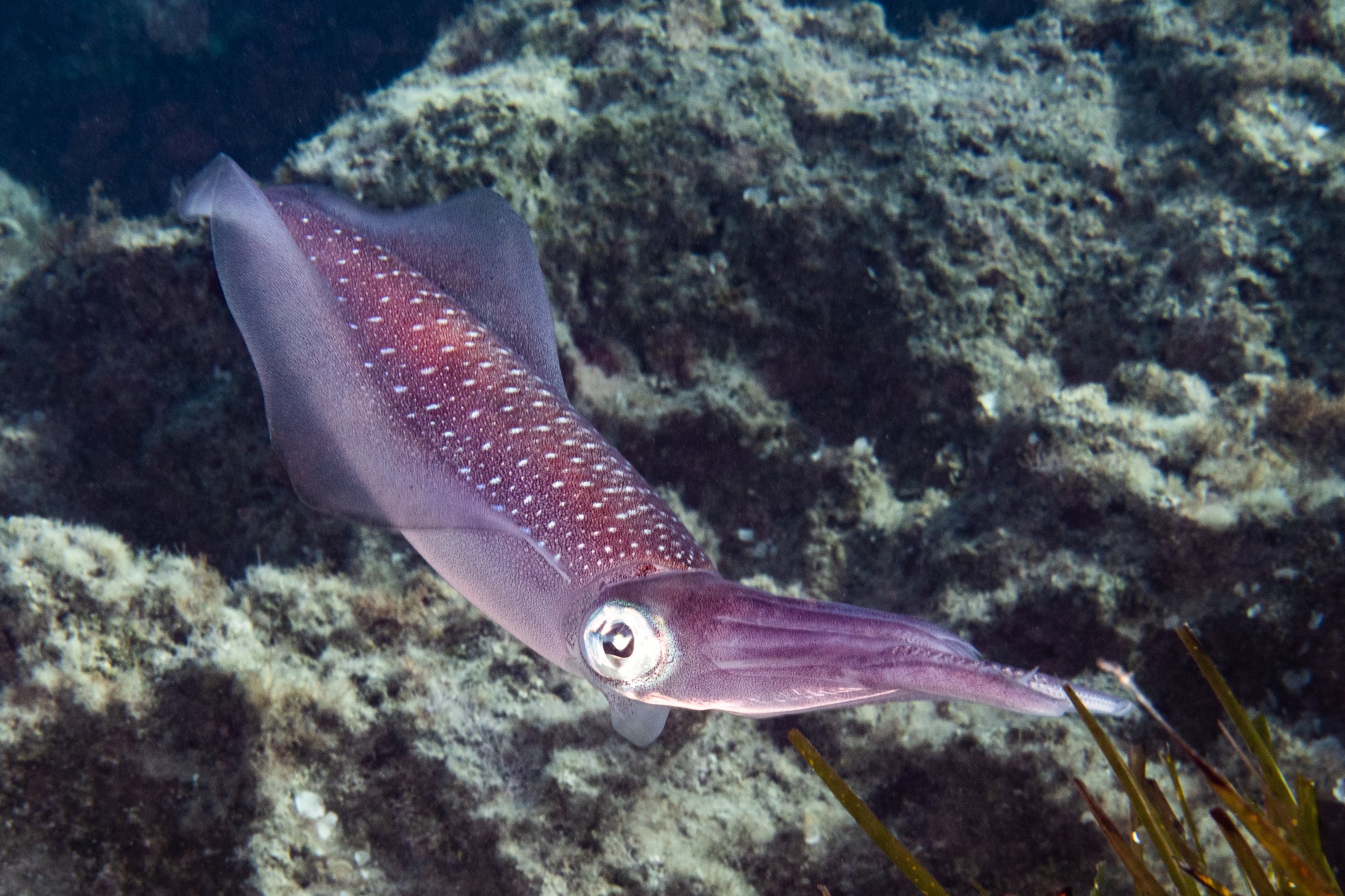 Catherine Holmes-14.jpg