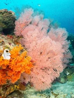 Raja Ampat Wide angle Small.jpeg