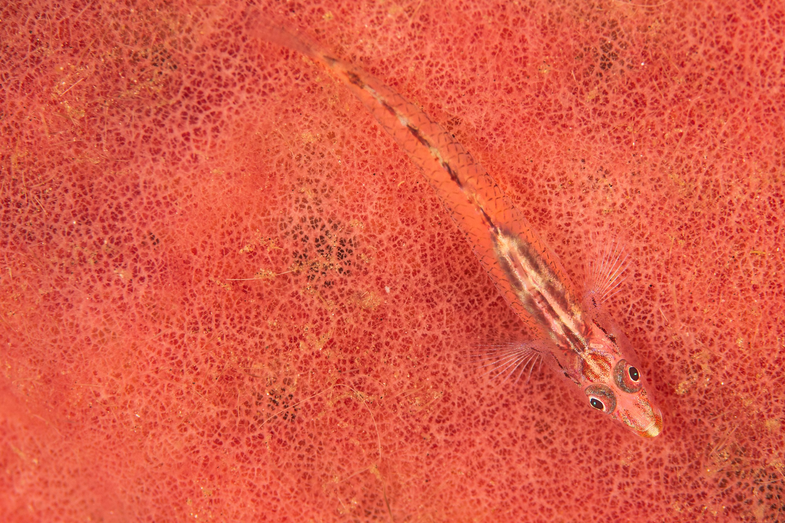 Catherine Holmes-35.jpg