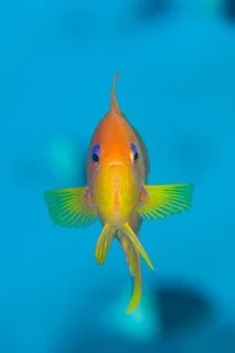 red sea-9 Small.jpeg