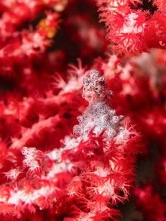 Raja Ampat macro Small.jpeg