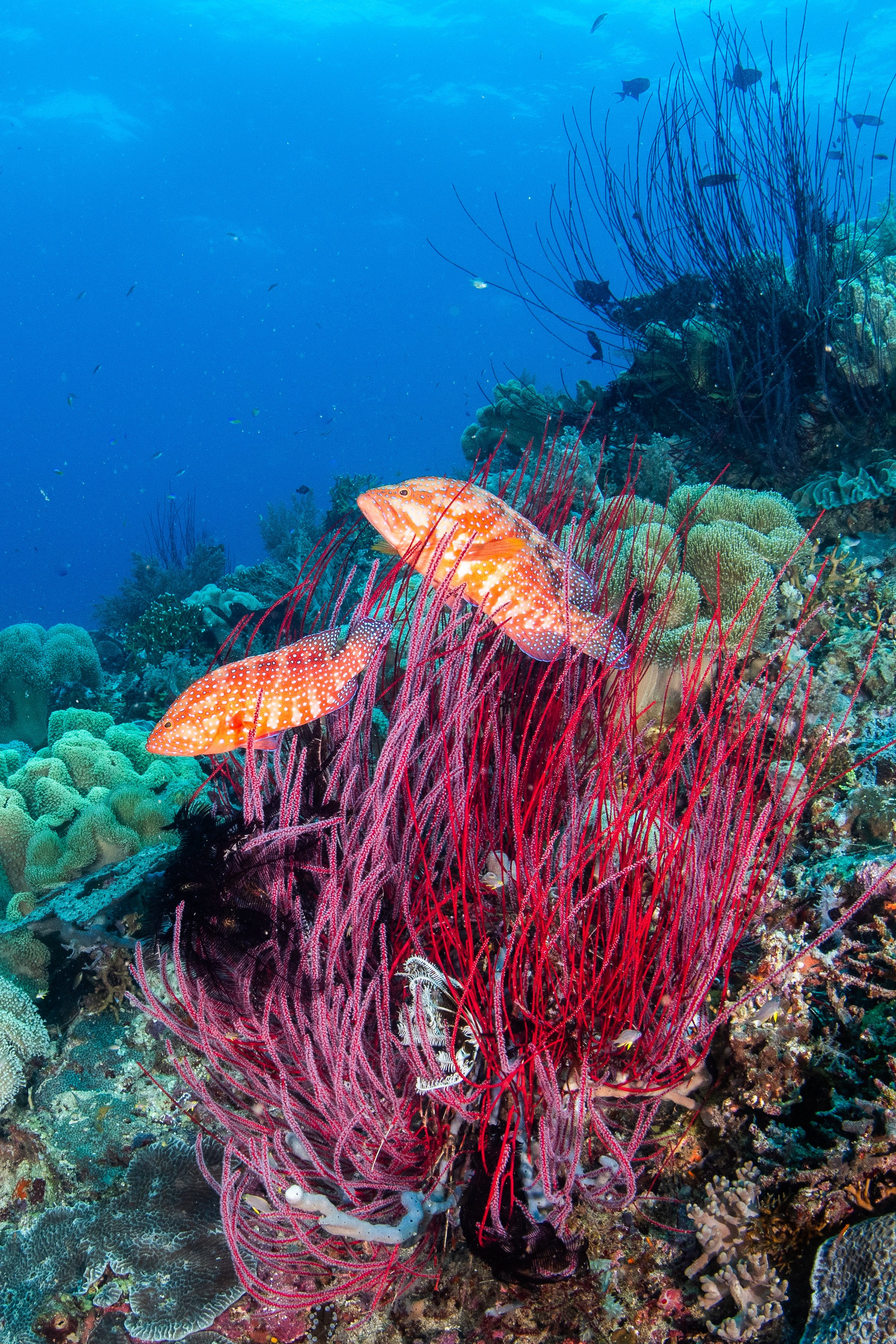 Catherine Holmes-47.jpg