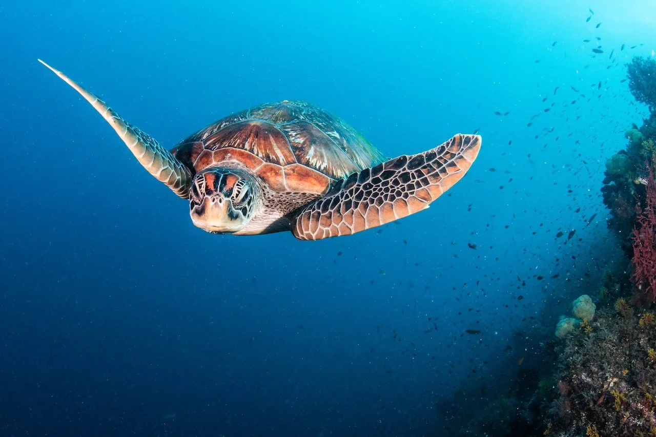 Catherine Holmes-50.jpg