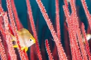 Raja Ampat macro-4 Small.jpeg