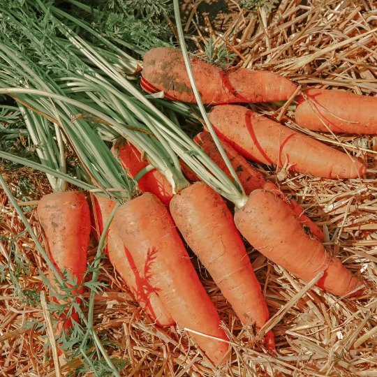 Farm To Table in Martin County from The Seven Oaks Ranch