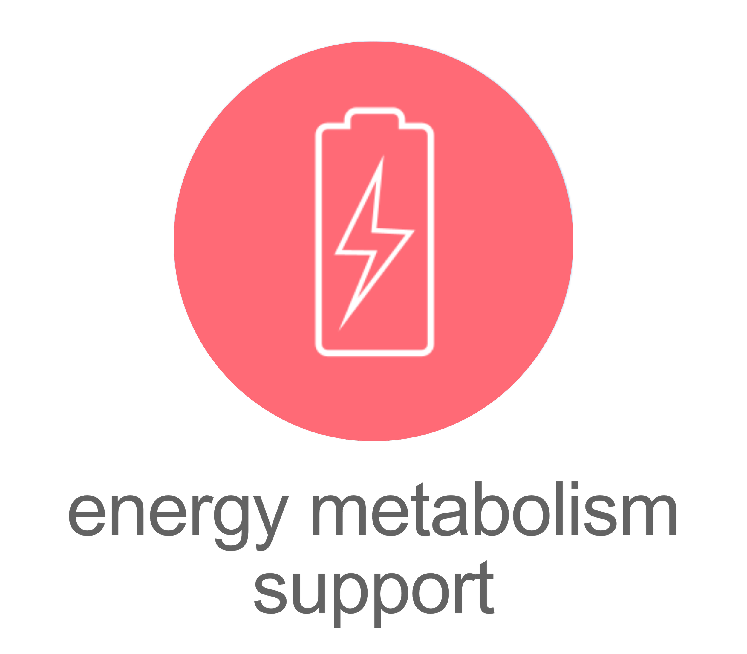 energy metabolism icon