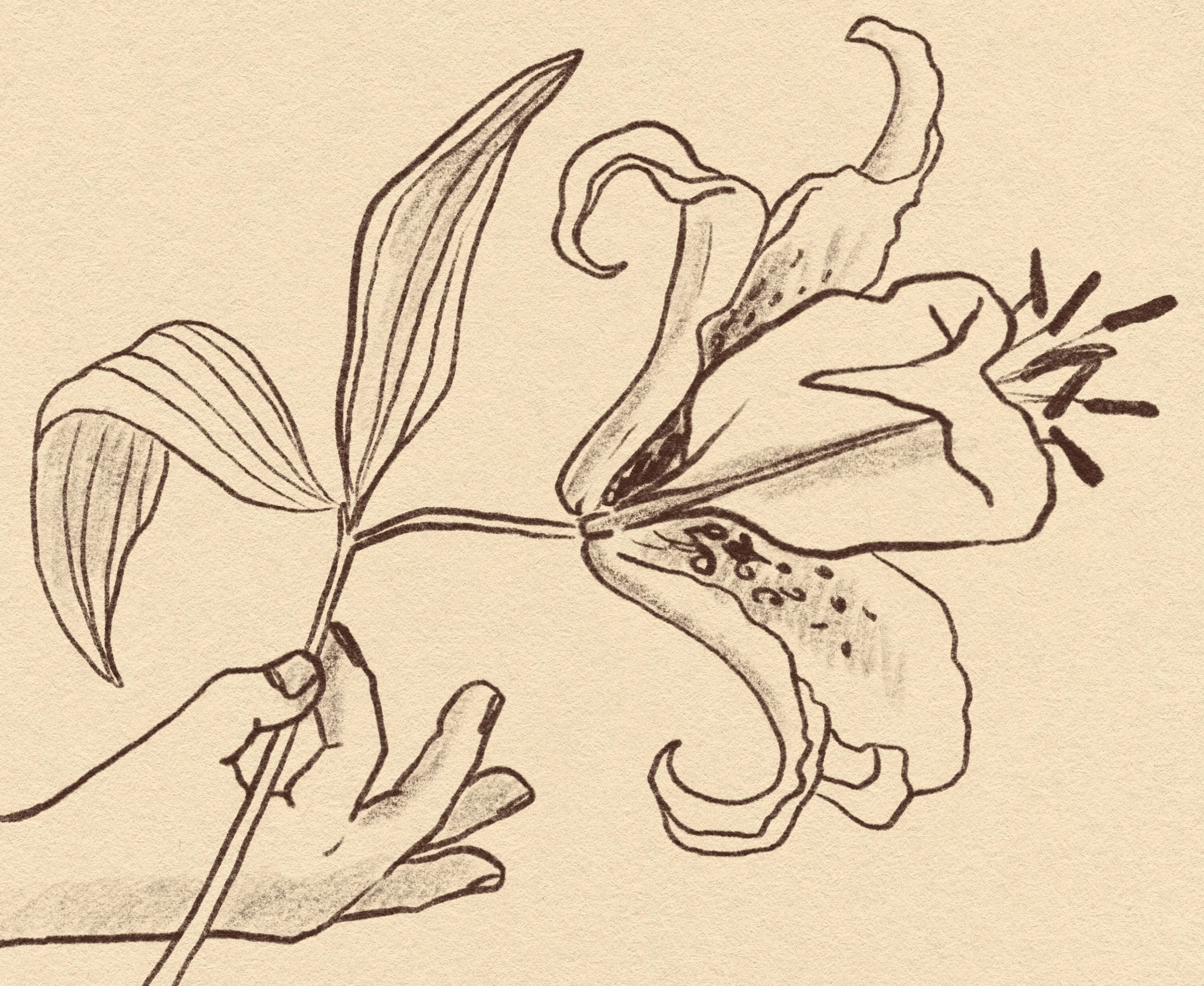 A line drawing of a hand holding a flower stem with a large open lily flower and leaves.