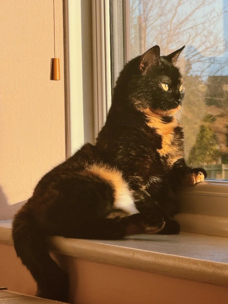 Hazel, March 2026