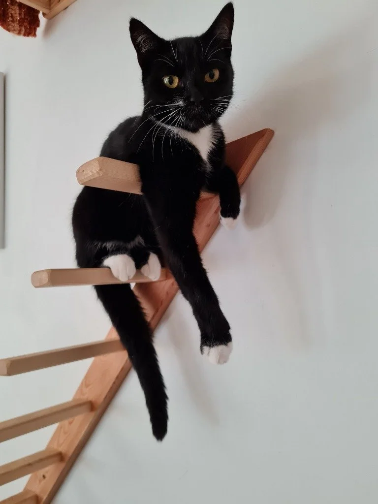 Socks, June 2025