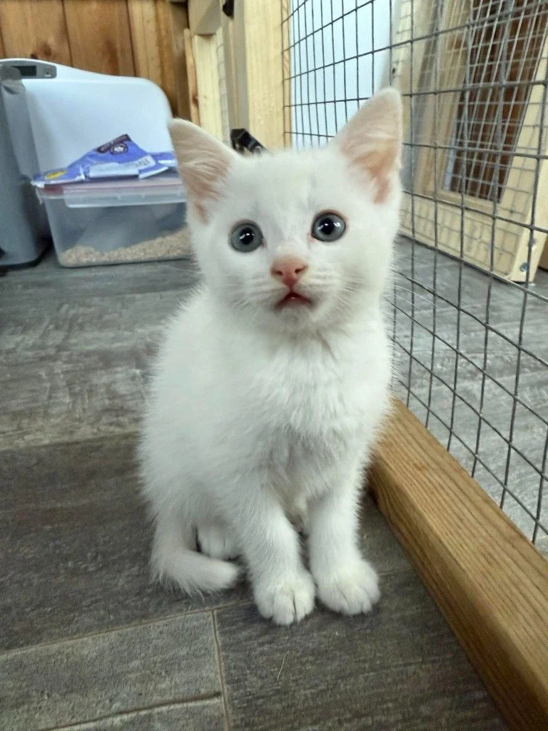 A white kitten with blue eyes sitting inside a wire enclosure on a wooden floor.