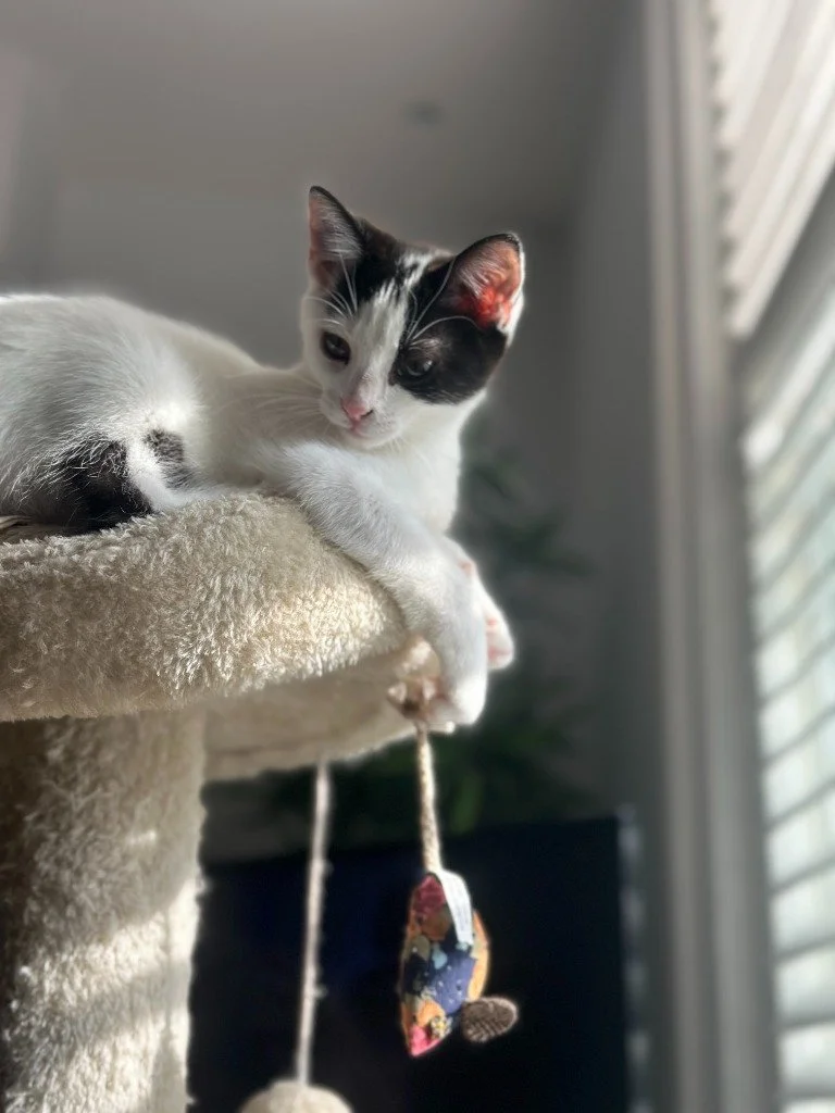 Malibu, December 2025