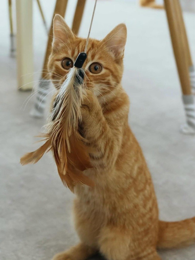 Nik Nak, February 2026