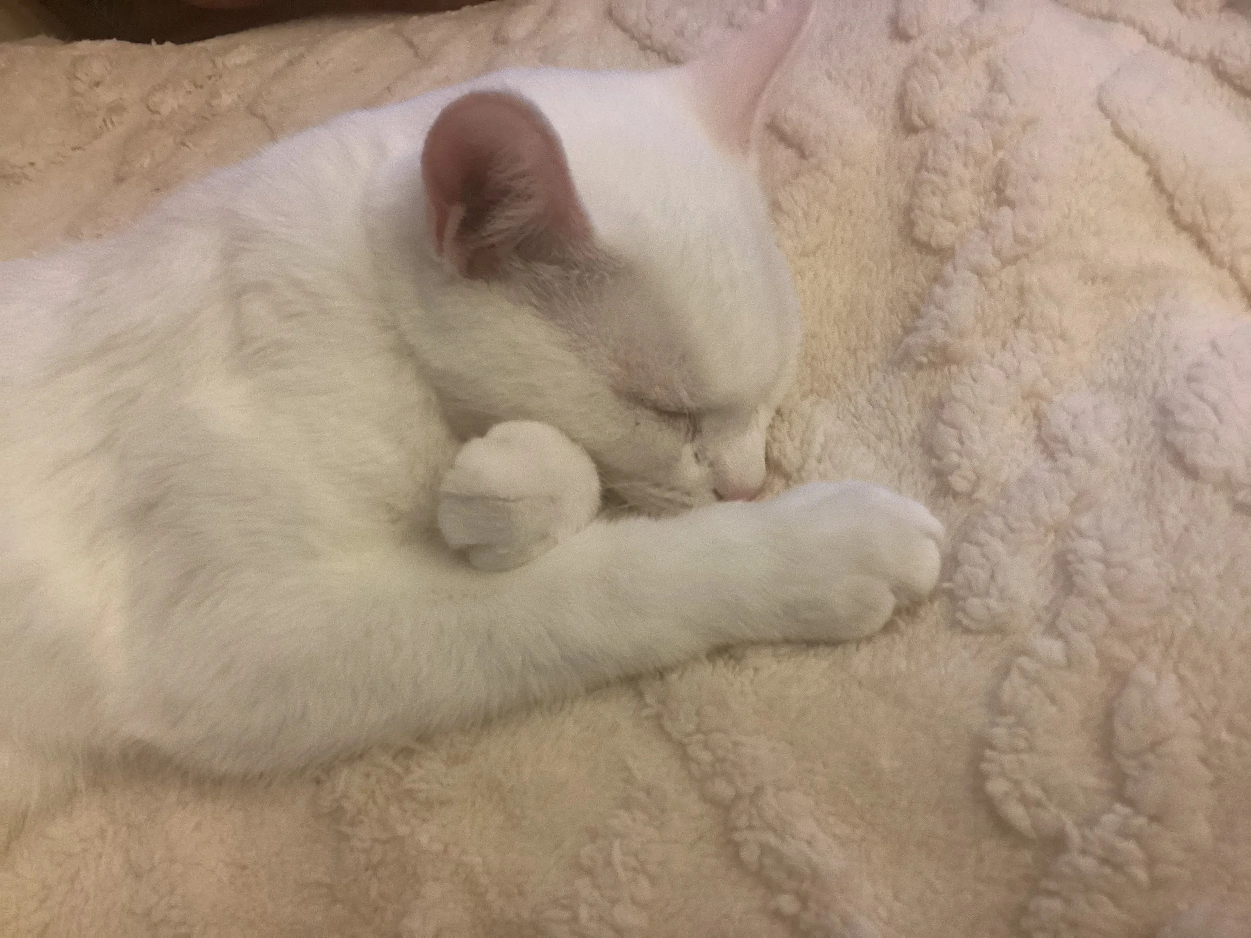A white cat with light brown on its ear, curled up and sleeping on a soft, cream-colored textured blanket.