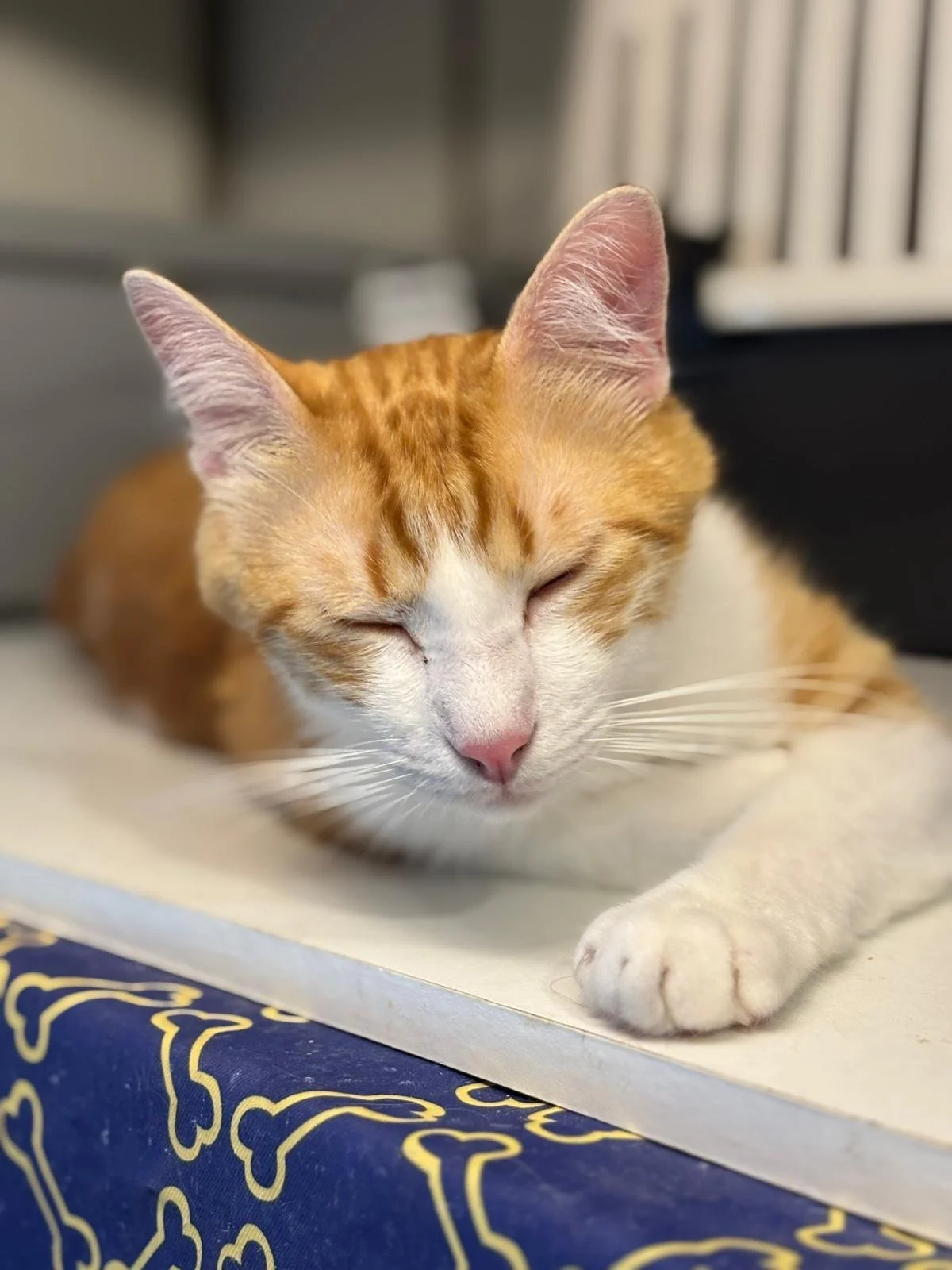 WhatsApp Image 2025-06-25 at 15.18.50 (5).jpeg