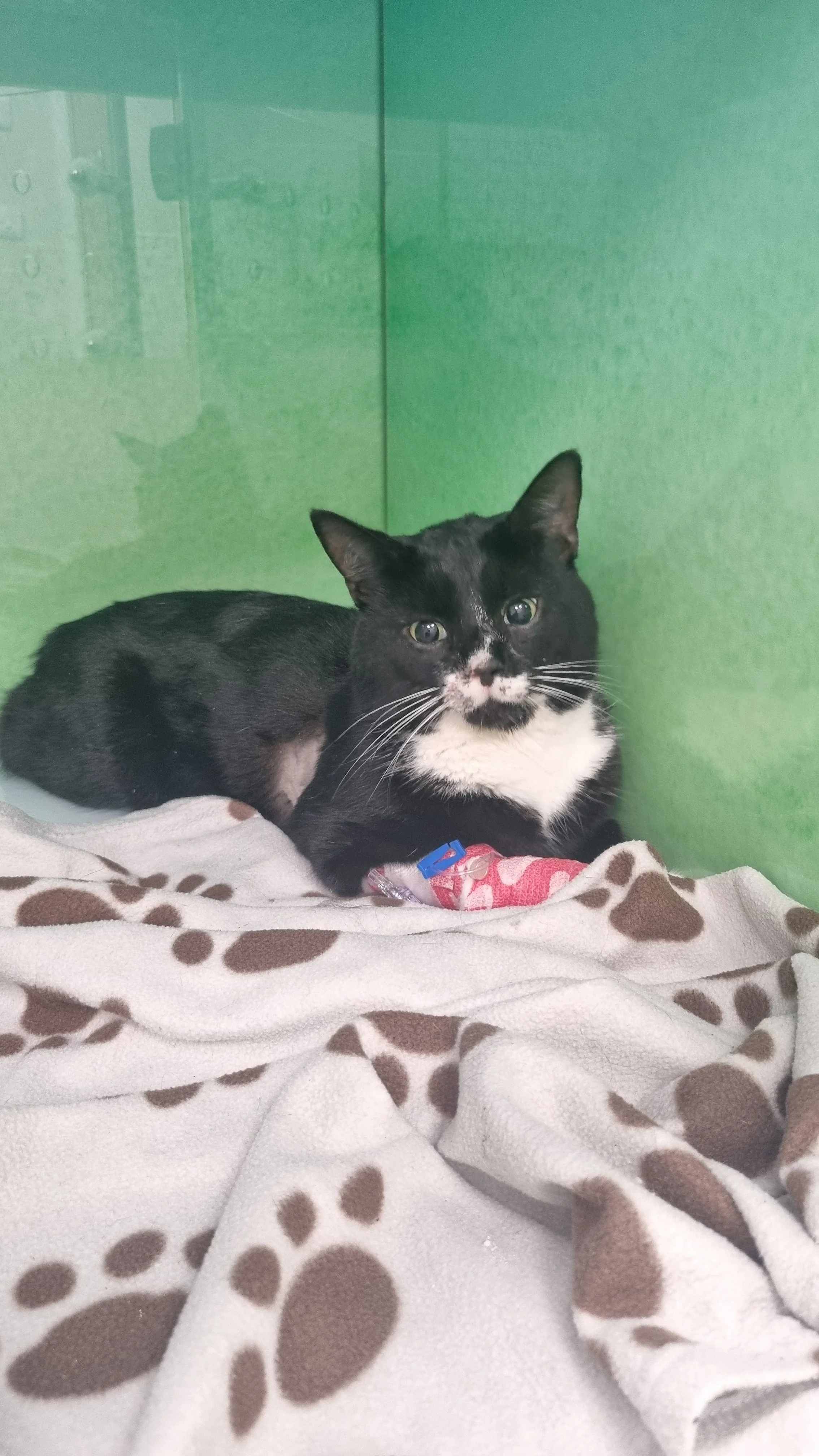 Animal charity appeals for support with £3,000+ surgery to save cat's leg