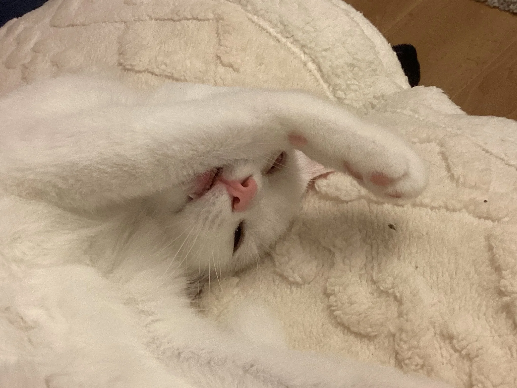 A white cat lying on a soft cream-colored blanket, partially covering its face with one paw, with pink nose and closed eyes, appearing relaxed and sleepy.