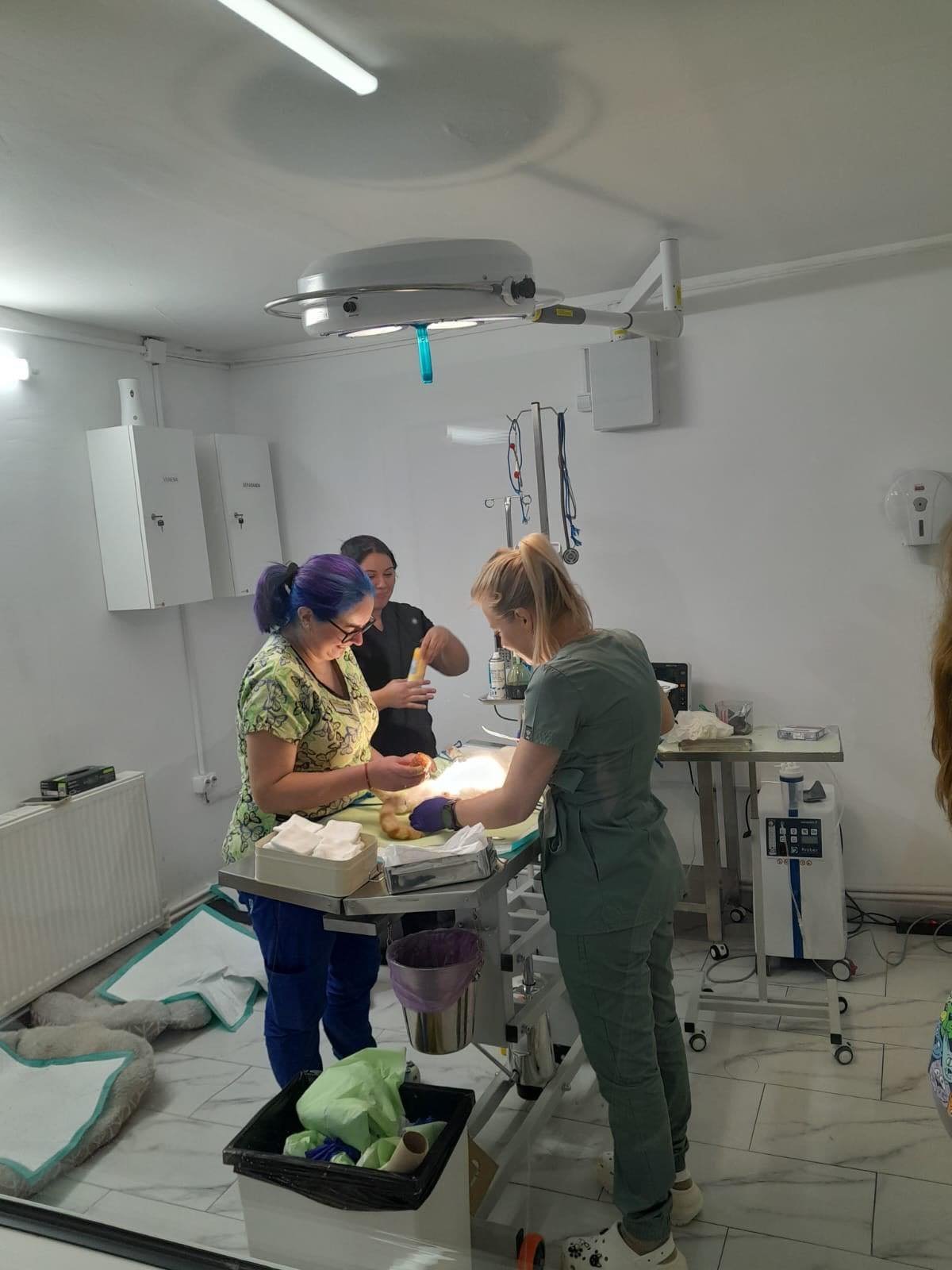 Veterinarians performing surgery on an animal in a clinical setting.
