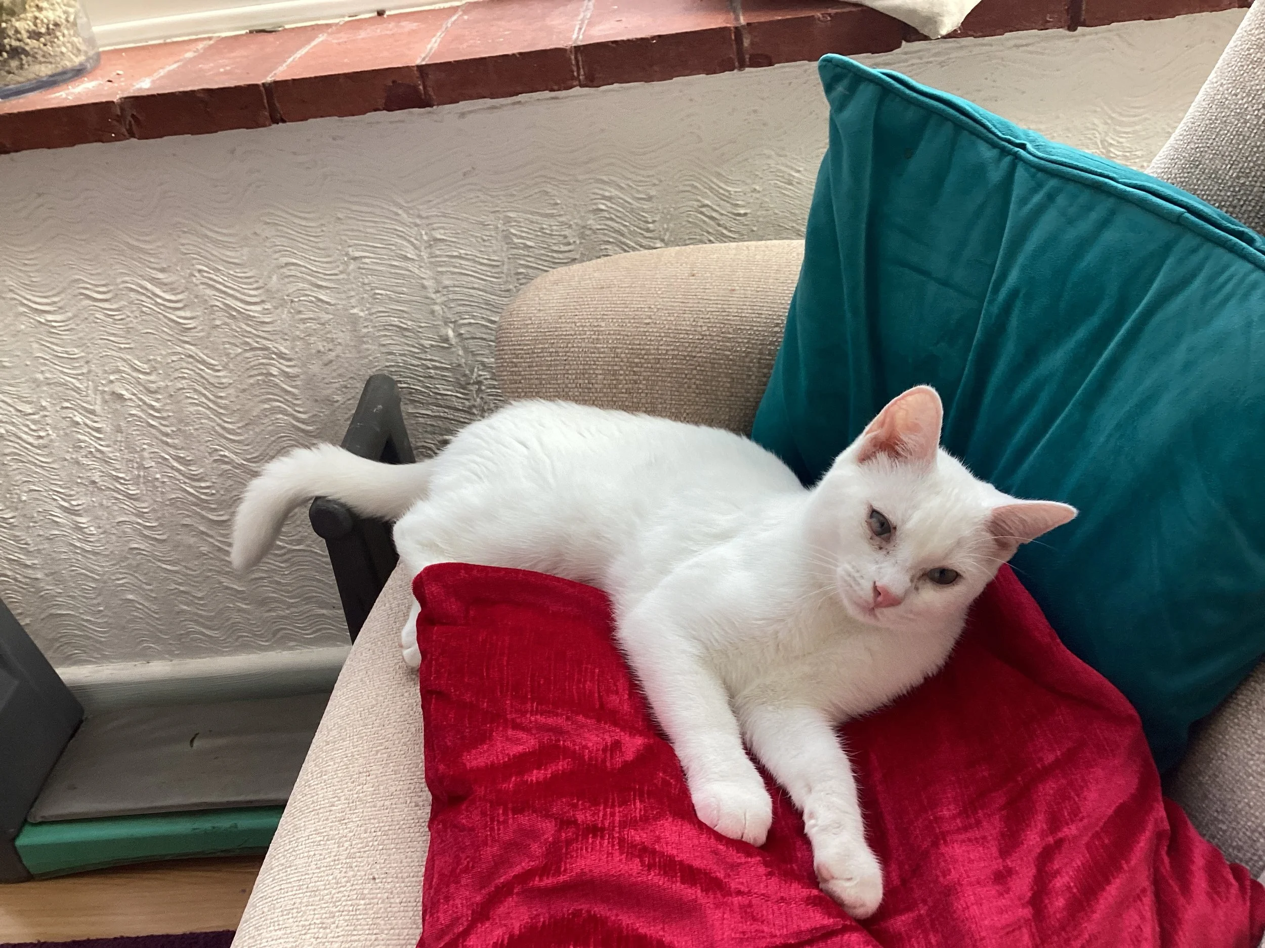 A white cat with blue eyes laying on a person's lap, which is covered by red cloth, next to a teal-colored pillow, on a beige sofa.