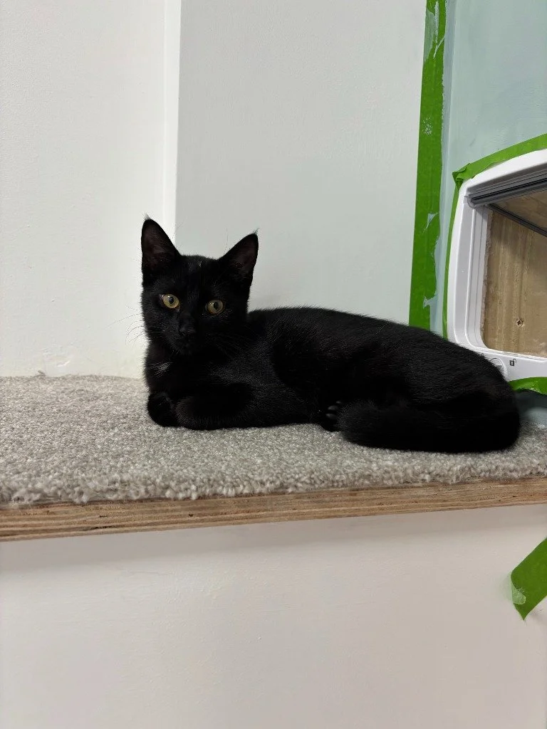 Lillith, January 2026