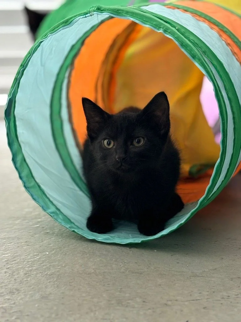 Olive, December 2025