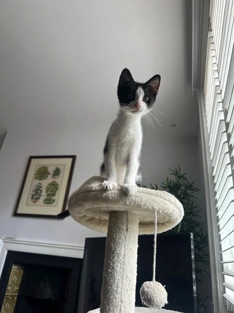 Appleton, October 2025