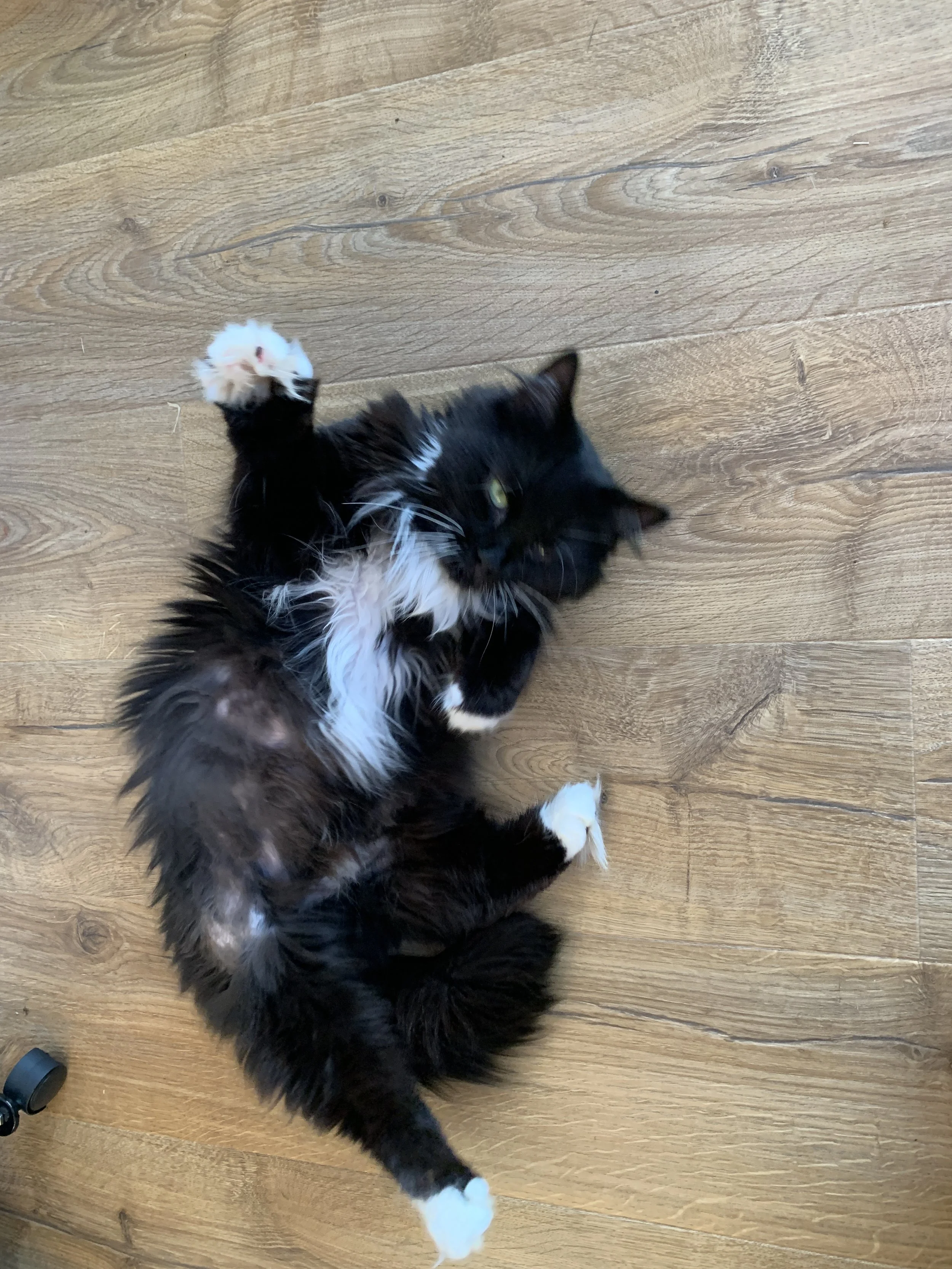 Black and white cat lying on a wooden floor, playfully stretching with paws up.