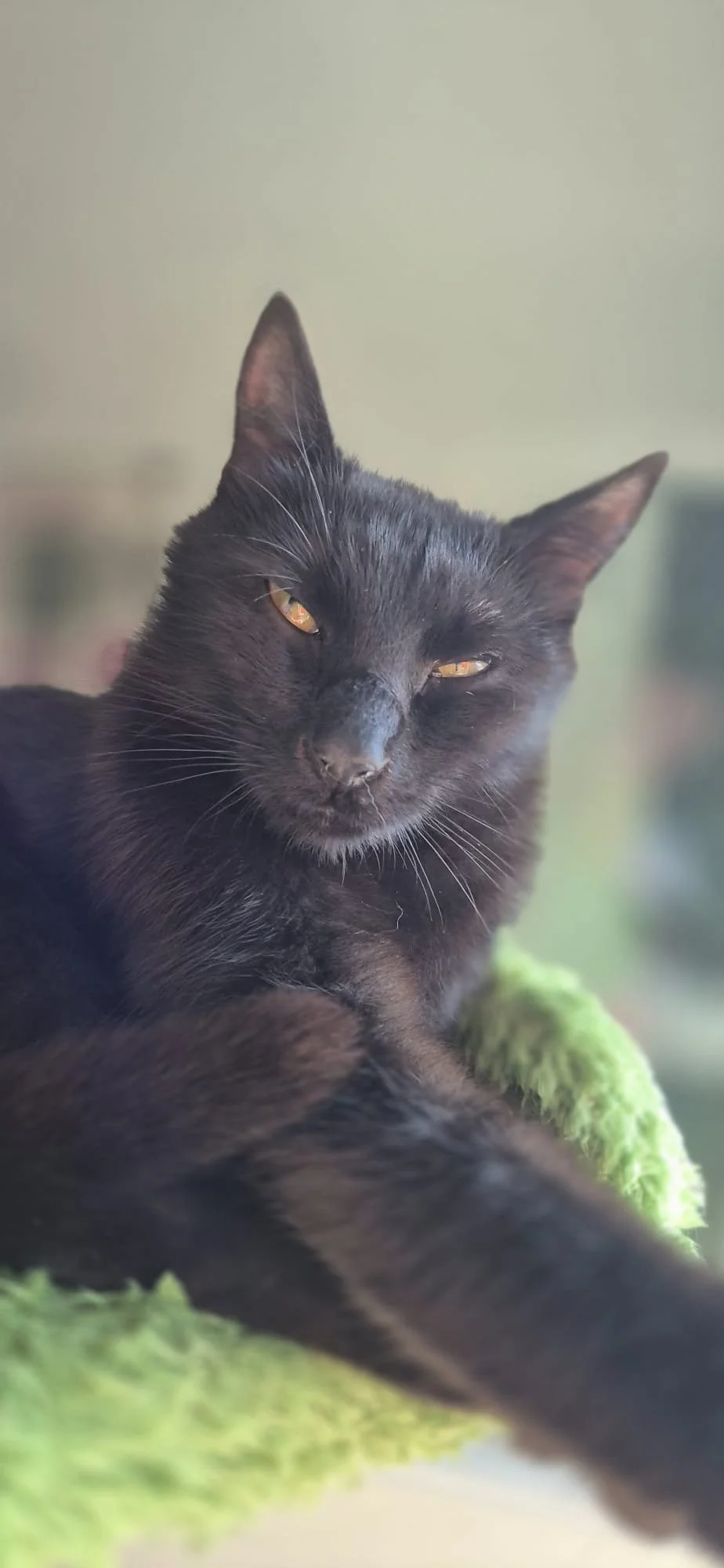 Close-up of a black cat with yellow eyes, lying on a green fuzzy blanket