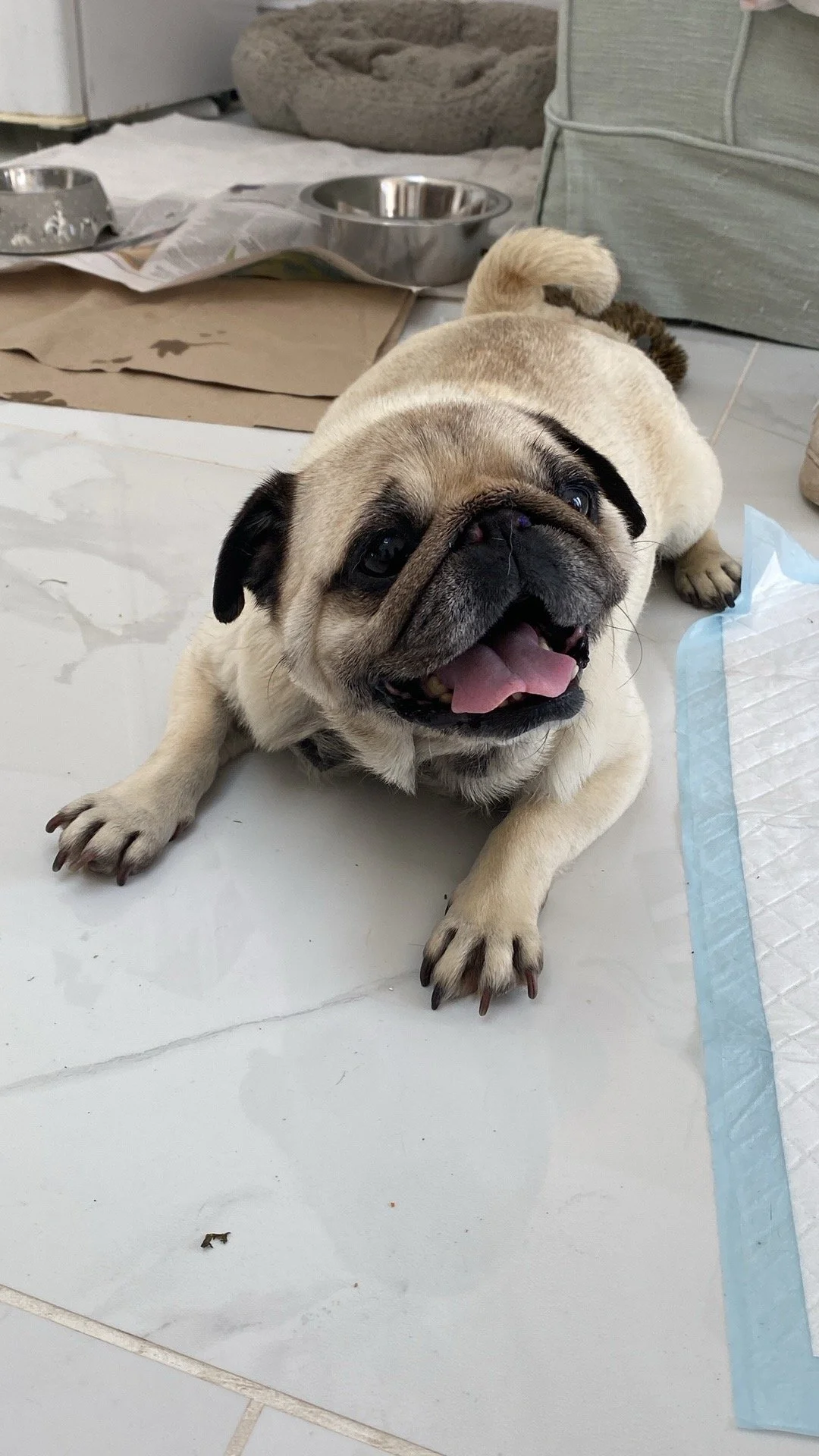 Adorable pug lying on a tiled floor, looking happy with its tongue out.