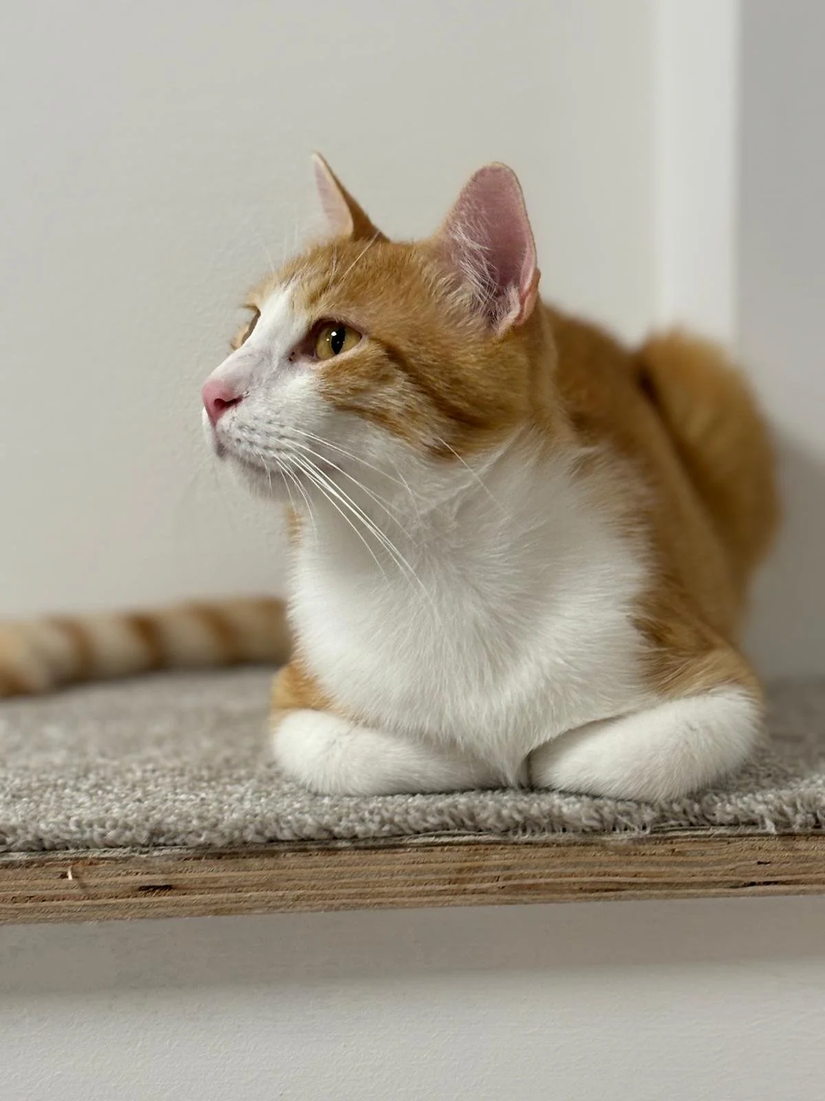 WhatsApp Image 2025-09-11 at 16.01.53.jpeg