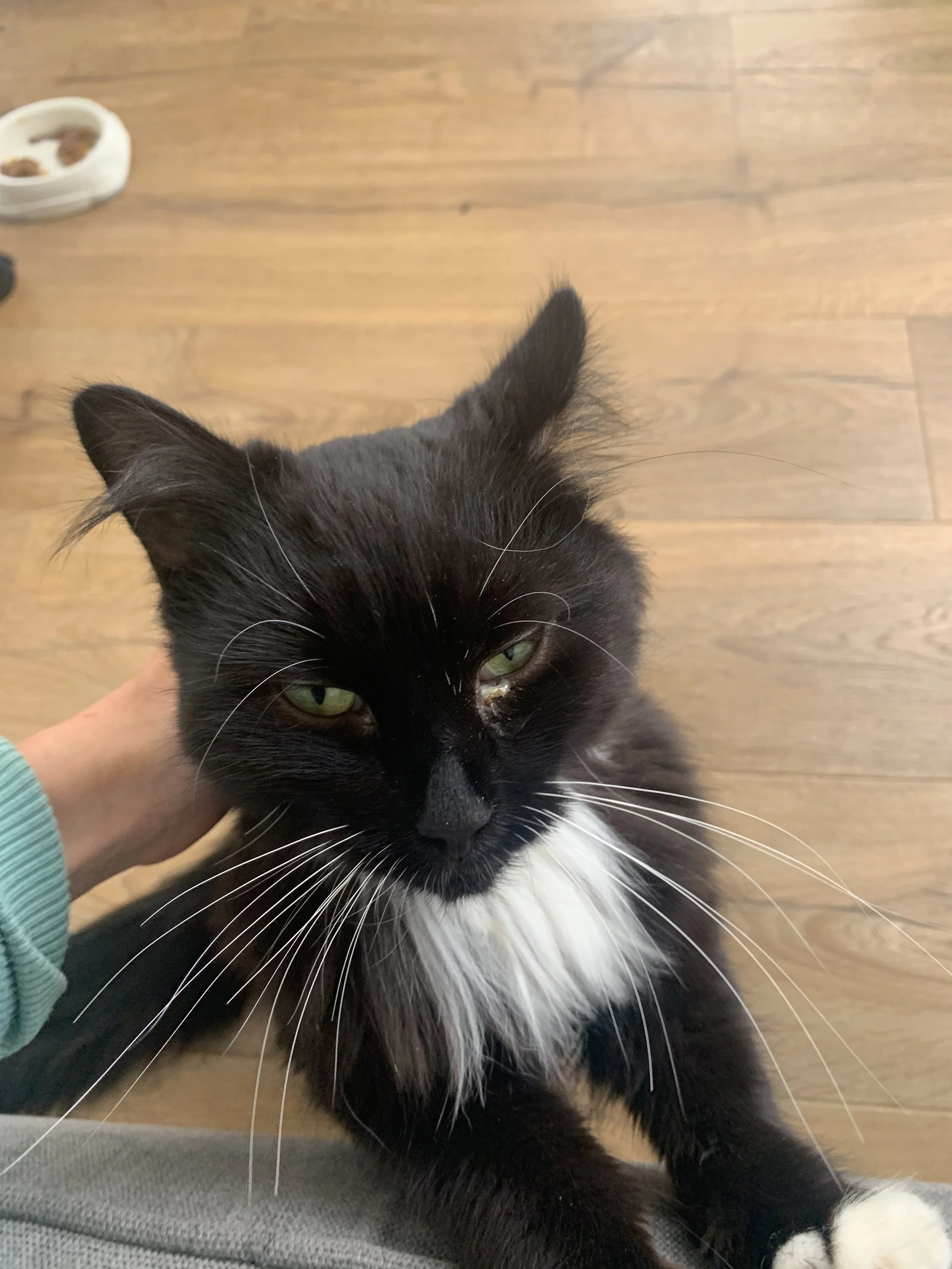 Close-up of a black and white cat with green eyes and a white patch on its chest, sitting on a wooden floor.