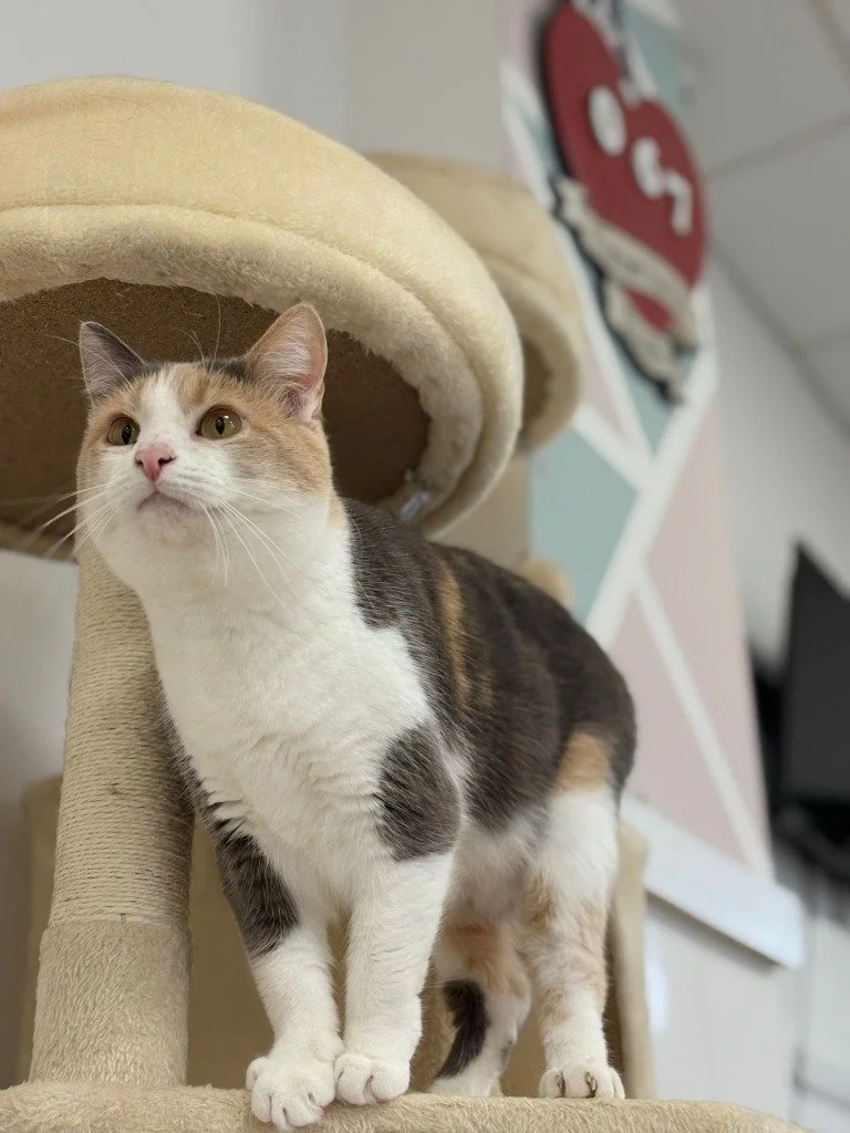 Crunchie, December 2025