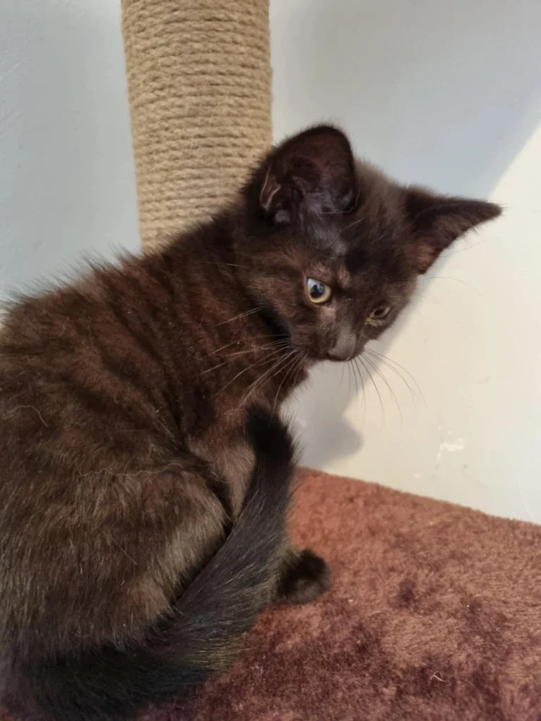 Morgan, November 2025