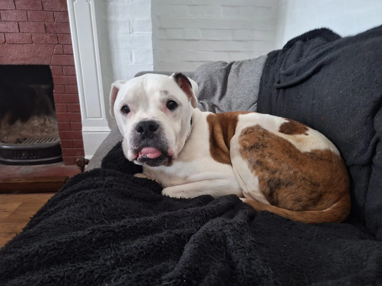 Dozer, November 2025