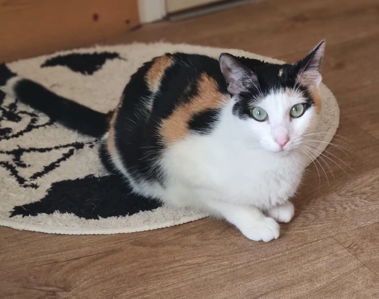 WhatsApp Image 2025-06-25 at 13.54.55.jpeg