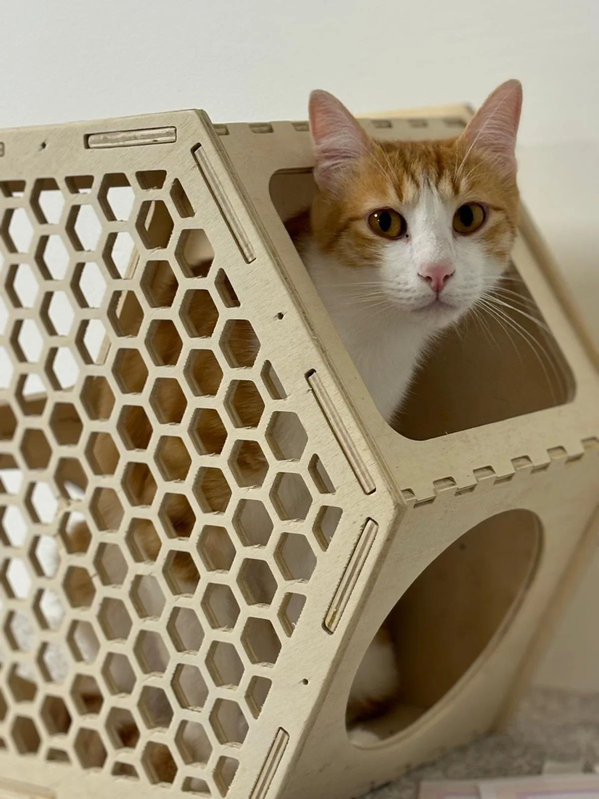 WhatsApp Image 2025-09-11 at 16.01.53 (2).jpeg