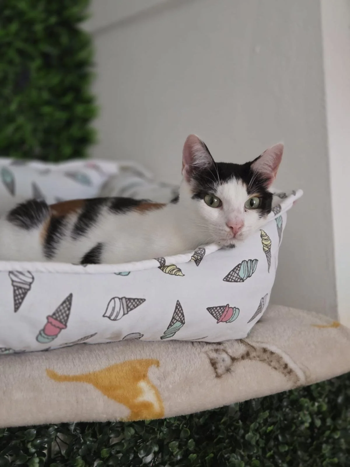 WhatsApp Image 2025-07-19 at 16.48.44 (4).jpeg