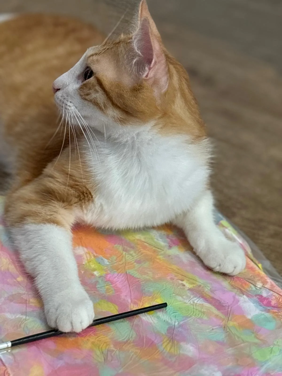 WhatsApp Image 2025-07-01 at 15.19.26.jpeg