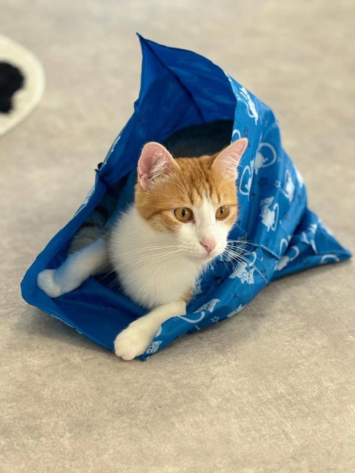 WhatsApp Image 2025-09-22 at 18.29.43 (4).jpeg