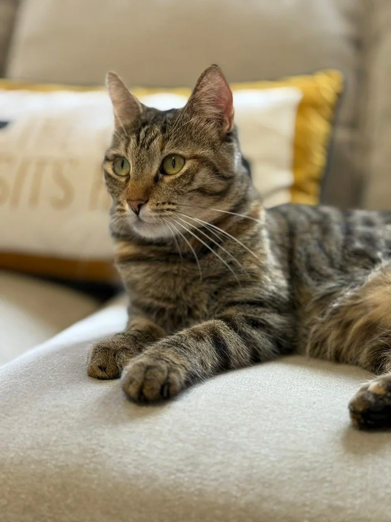 Tiffin, December 2025