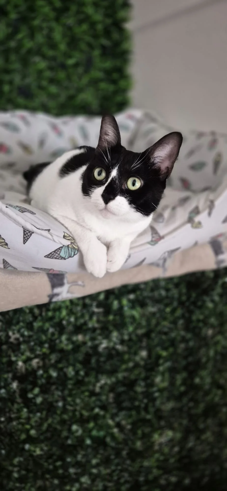 Black and white cat with green eyes lying on patterned fabric, with green bush background.
